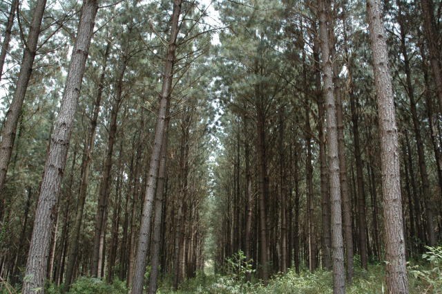 Florestas Plantadas geram estoque de 4,2 bilhões de gás carbônico equivalente