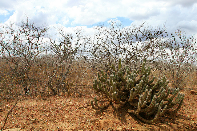Projeto No Clima da Caatinga completa sua terceira fase com sucesso