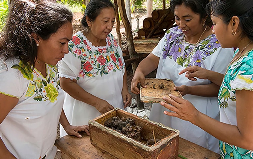 Mulheres maias protegem abelhas