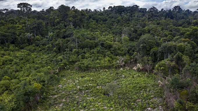 Estudo mostra que regeneração natural de florestas é menor do que se pensava