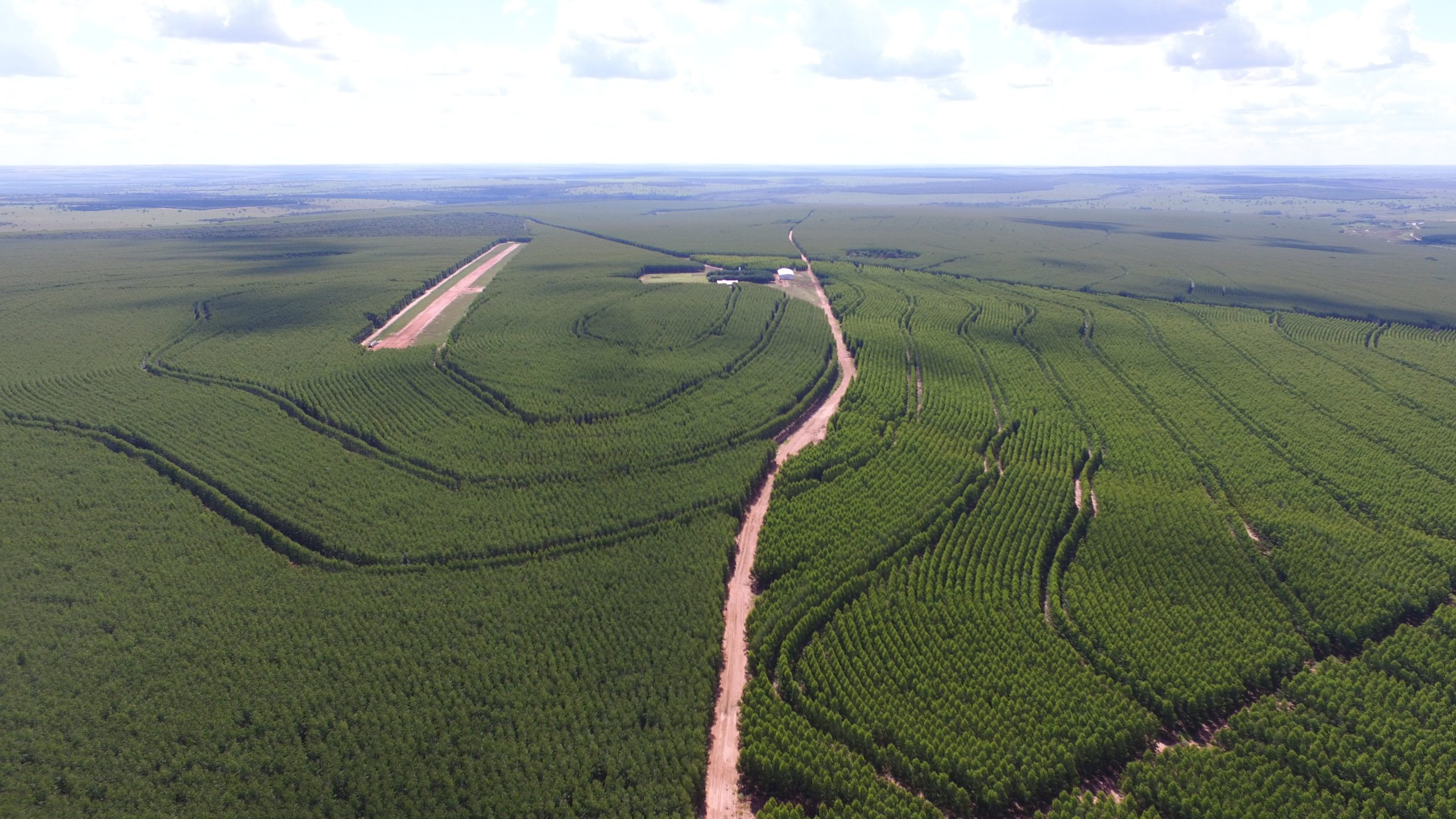 Produção de etanol de milho torna o Mato Grosso estado potencial para plantio de florestas