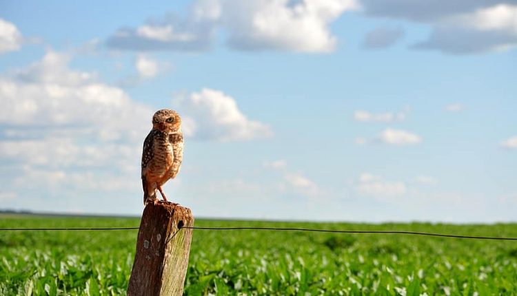 owl-cerrado-soybeans-rural-crop-plantation-brazil