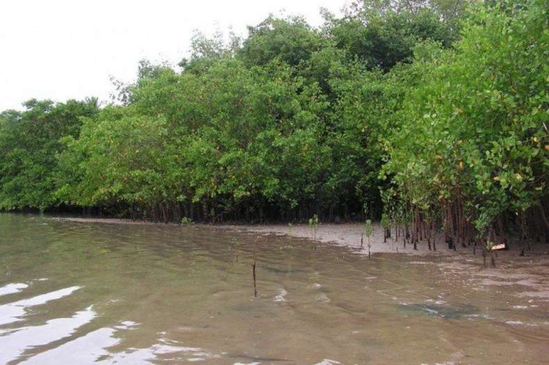 Salles aprova extinção de regras que protegem manguezais e restingas