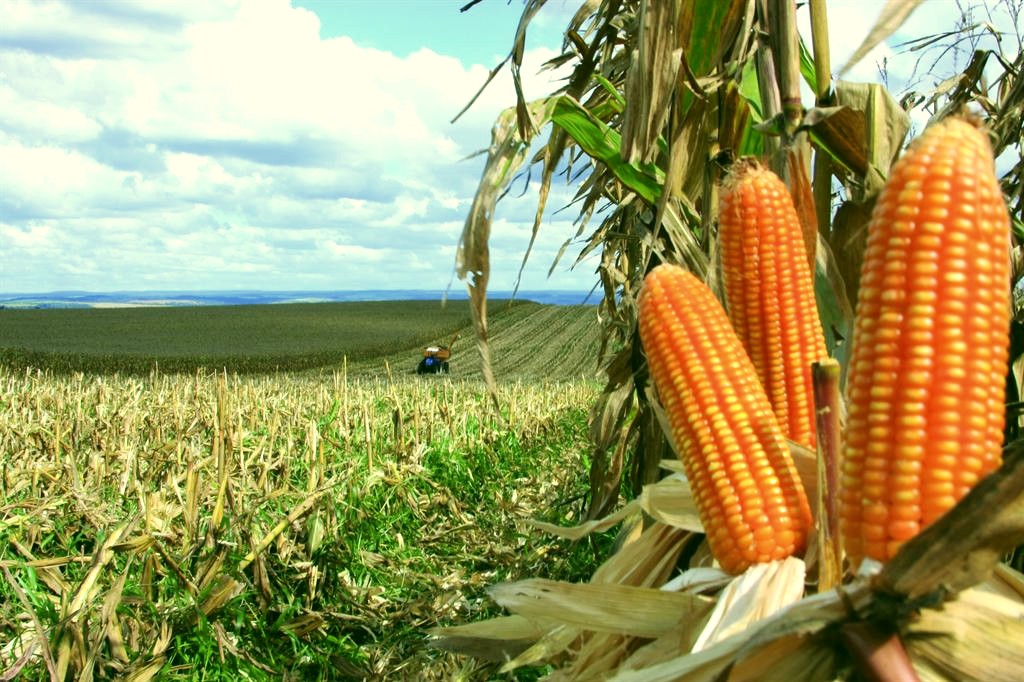 Plantação de milho na Argentina