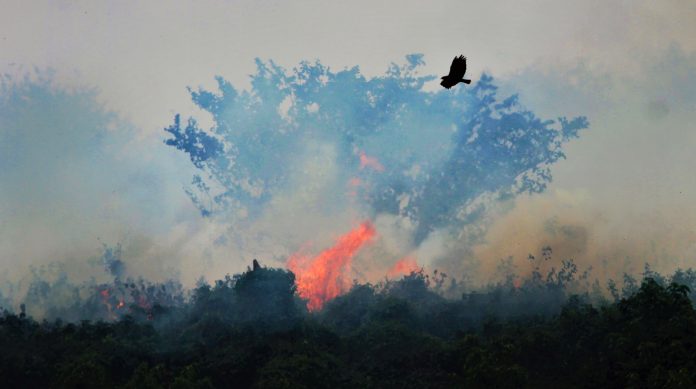 Recordes de desmatamento e queimadas marcam 2020