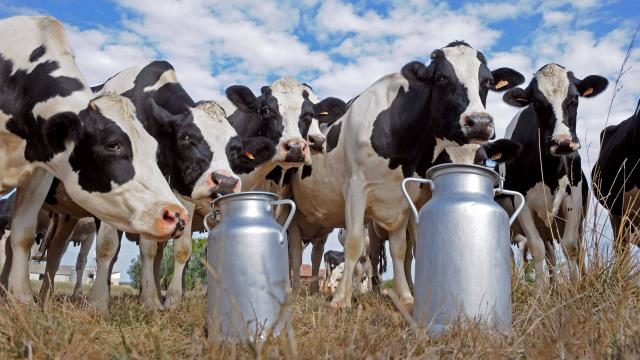 Geada destrói pastos e preocupa produtores de leite na região de Ribeirão Preto, SP